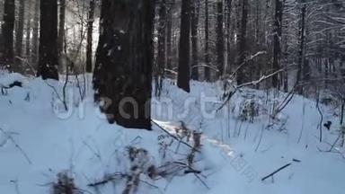 冬天森林里的<strong>阳光</strong>。 <strong>阳光</strong>透过覆盖着雪的树枝照耀。 冬季仙境。 冬季太阳耀斑